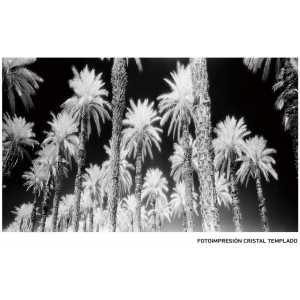 cuadro impresion palmeras 120 x 4 x 70 cm